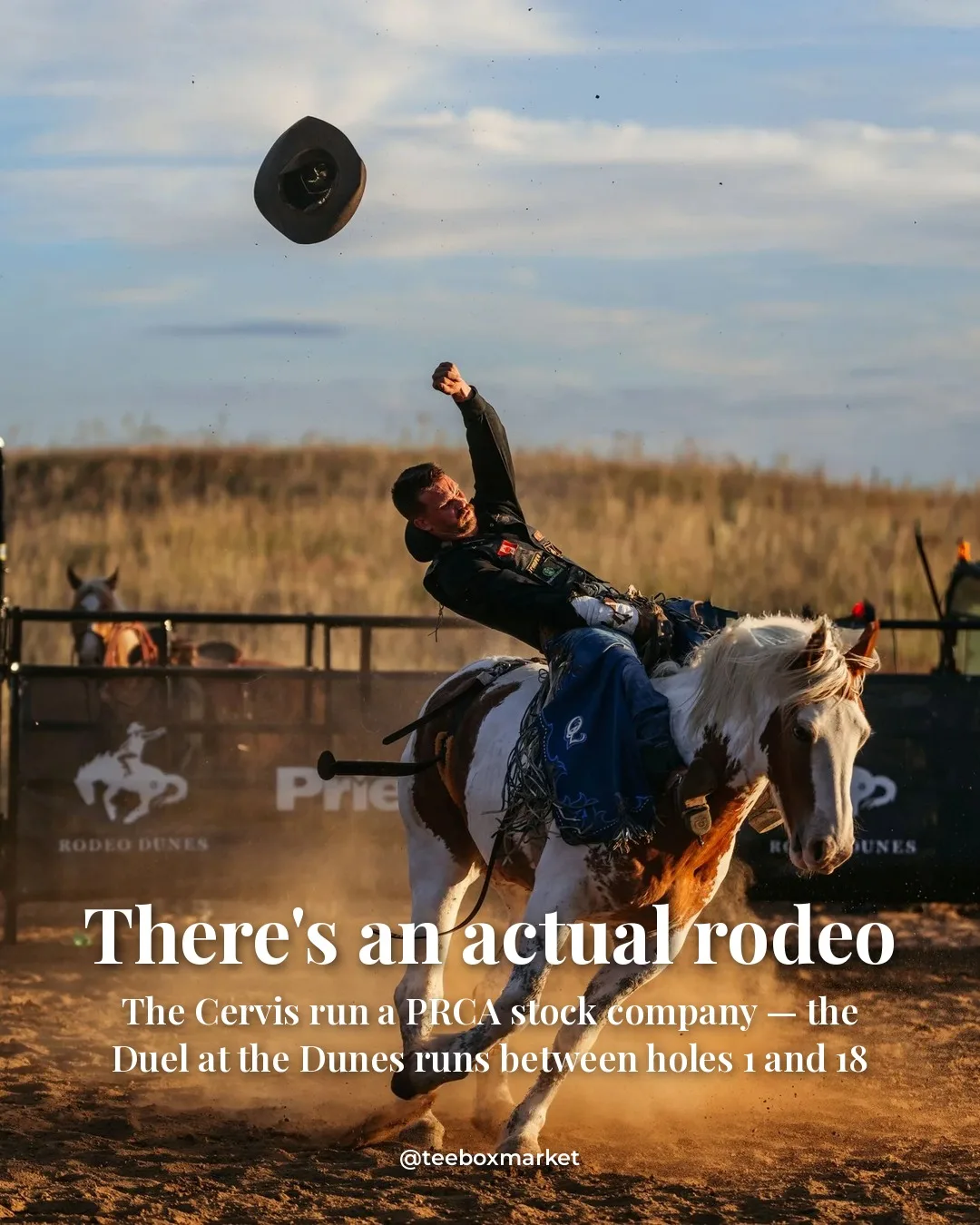 A saddle bronc rider throwing his hat mid-ride at the Duel at the Dunes, in front of the Rodeo Dunes branding